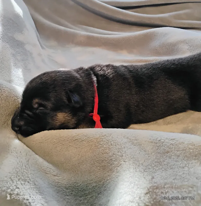Red – German Shepherd Dog puppy for sale in Grand Junction, CO