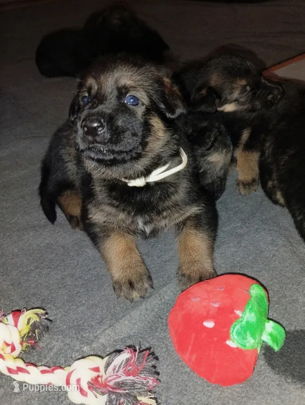 Teal  – German Shepherd Dog puppy for sale in Grand Junction, CO