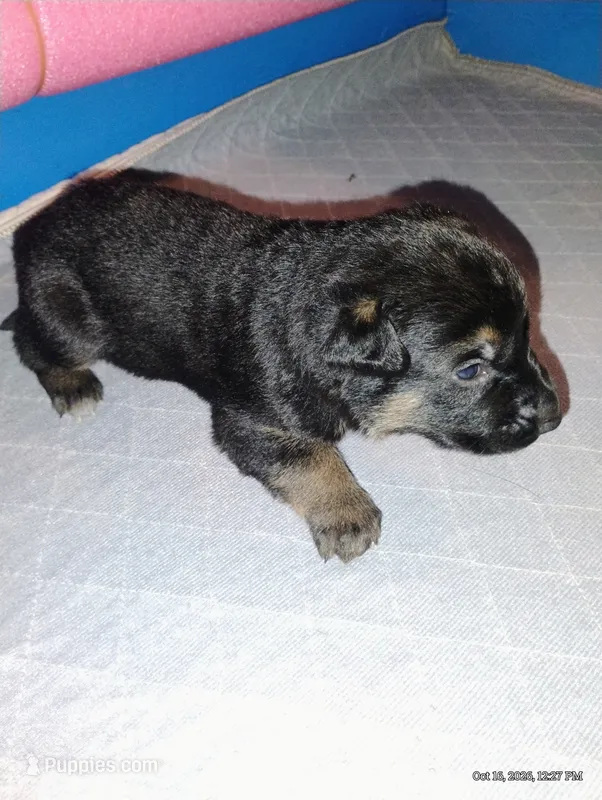 Peach  – German Shepherd Dog puppy for sale in Grand Junction, CO