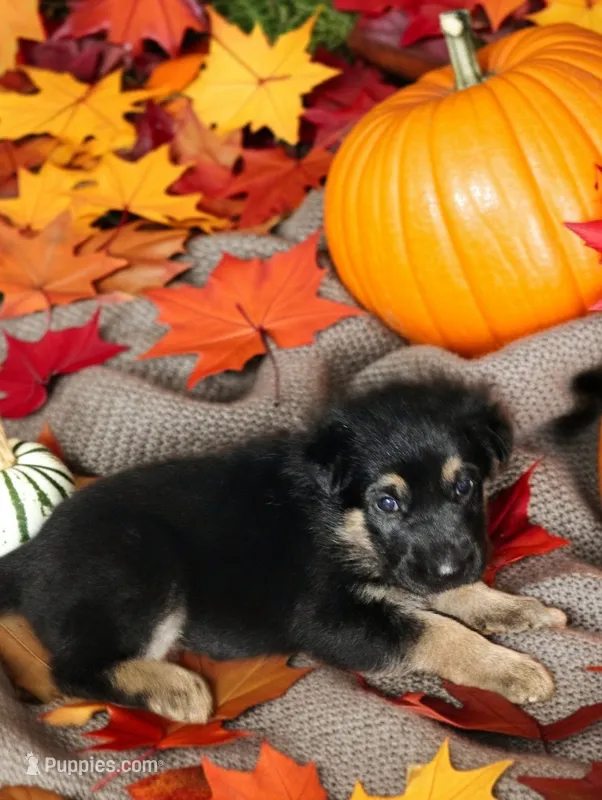 Purple  – German Shepherd Dog puppy for sale in Grand Junction, CO