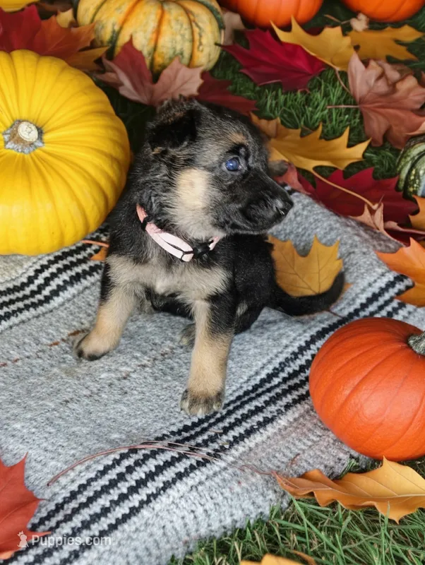 Peach  – German Shepherd Dog puppy for sale in Grand Junction, CO