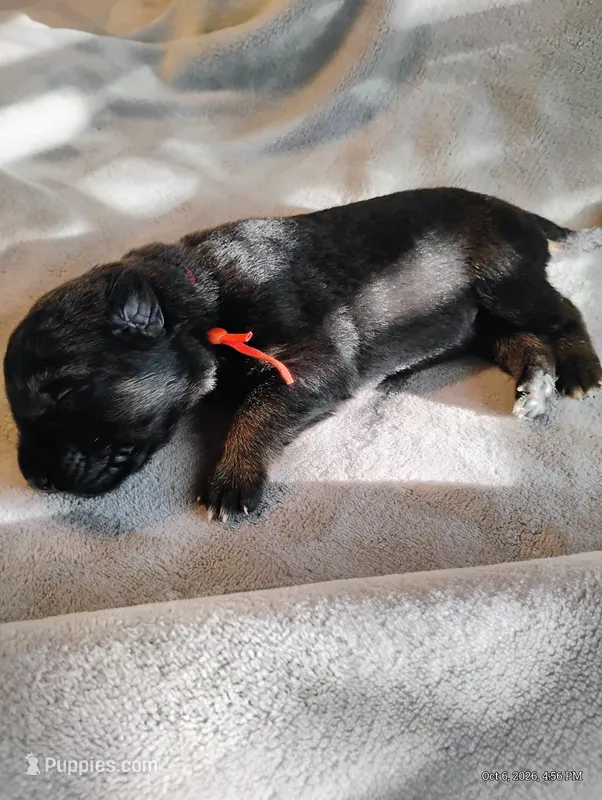 Orange  – German Shepherd Dog puppy for sale in Grand Junction, CO