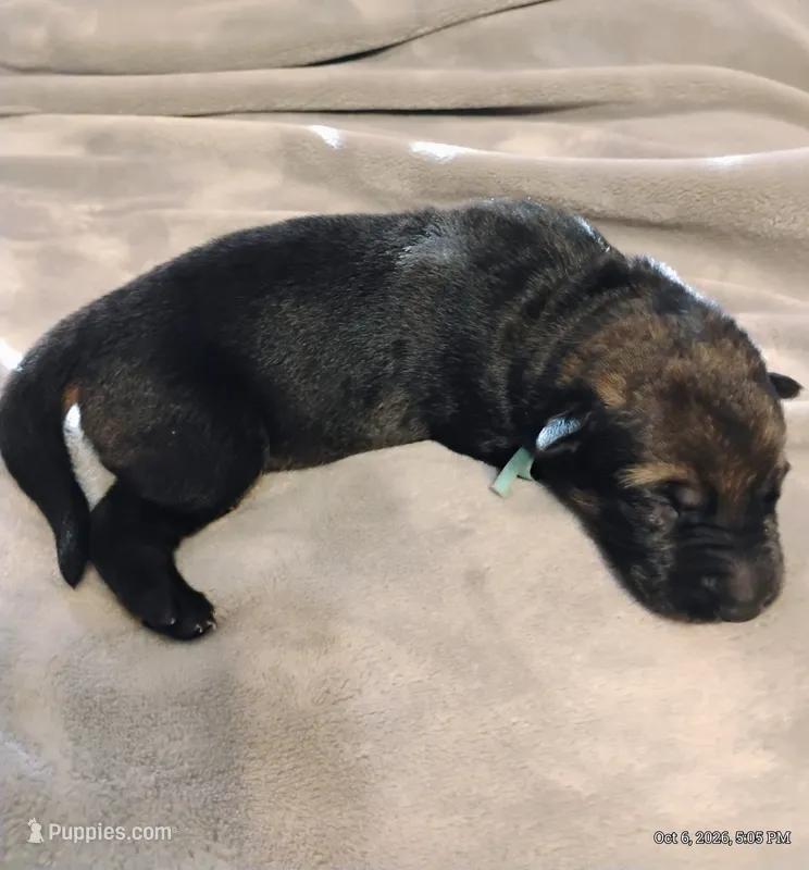 Teal  – German Shepherd Dog puppy for sale in Grand Junction, CO