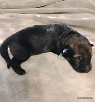 Teal , a female German Shepherd Dog for sale in Grand Junction, CO – 1 of 1