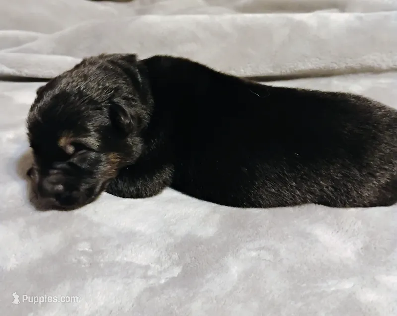 Light Blue  – German Shepherd Dog puppy for sale in Grand Junction, CO