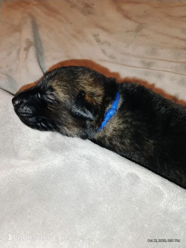 Blue  – German Shepherd Dog puppy for sale in Grand Junction, CO