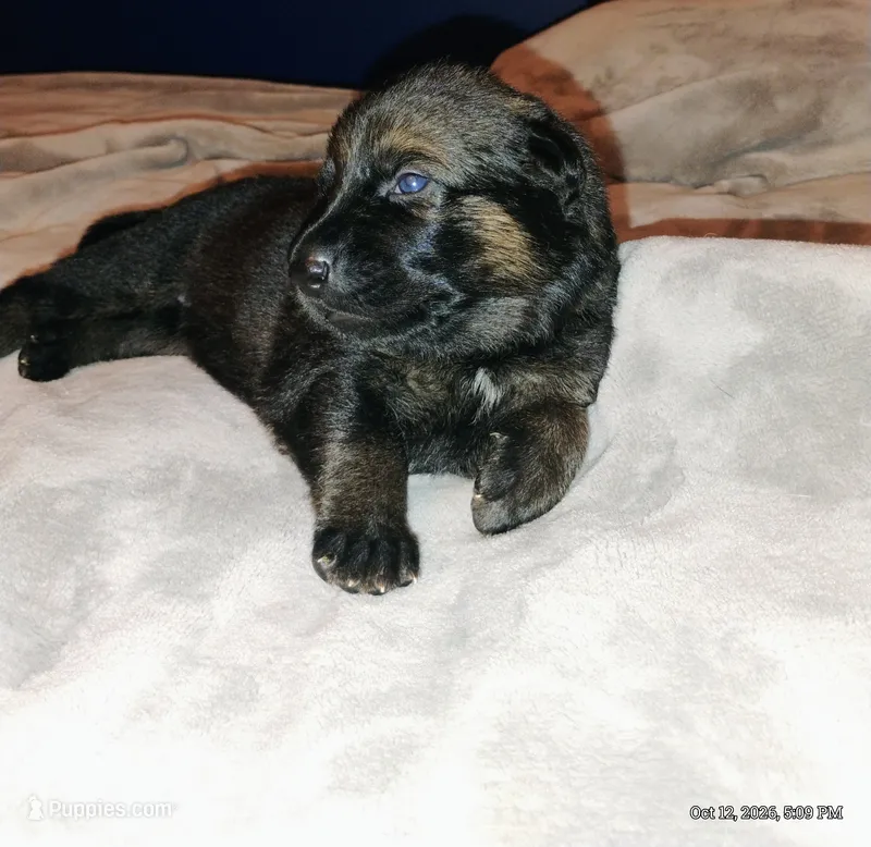 Teal  – German Shepherd Dog puppy for sale in Grand Junction, CO