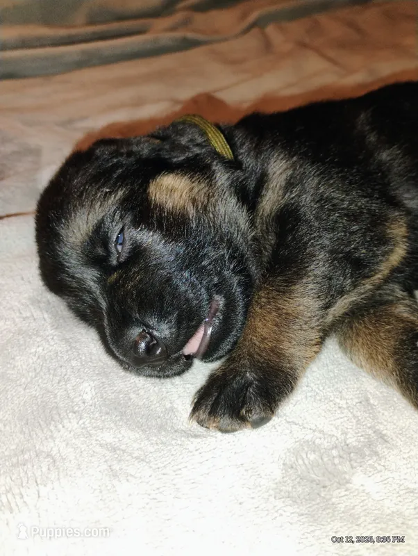Green  – German Shepherd Dog puppy for sale in Grand Junction, CO