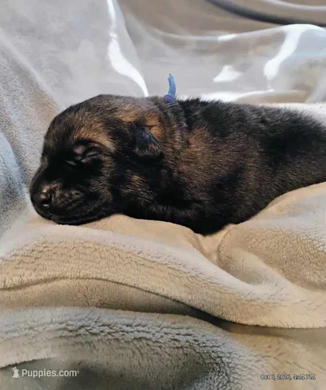 Blue  – German Shepherd Dog puppy for sale in Grand Junction, CO