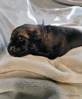Blue , a male German Shepherd Dog for sale in Grand Junction, CO – 1 of 1