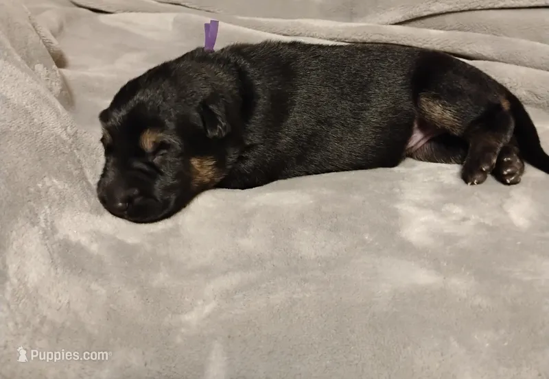 Purple  – German Shepherd Dog puppy for sale in Grand Junction, CO