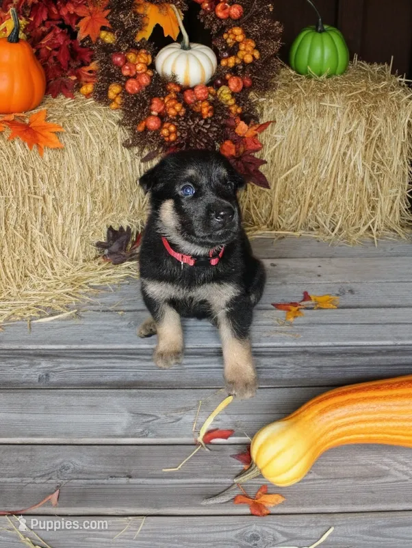 Red – German Shepherd Dog puppy for sale in Grand Junction, CO