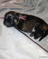 Pink, a female German Shepherd Dog for sale in Grand Junction, CO – 1 of 1