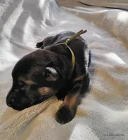 Green , a male German Shepherd Dog for sale in Grand Junction, CO – 1 of 1