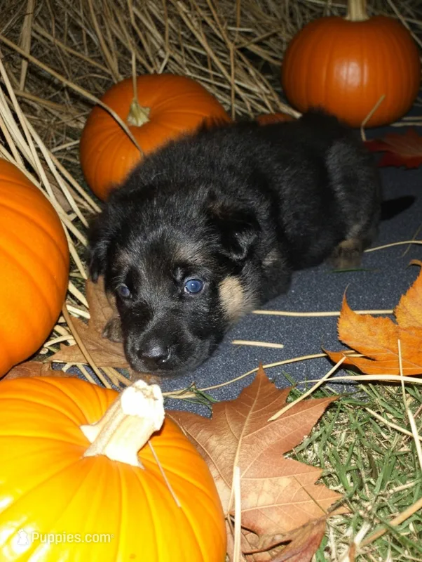 Green  – German Shepherd Dog puppy for sale in Grand Junction, CO