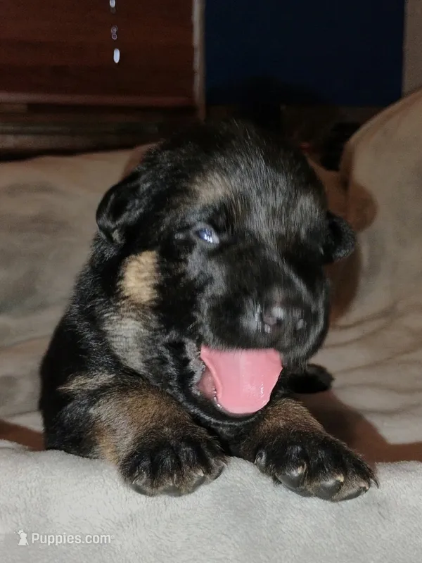 Light Green  – German Shepherd Dog puppy for sale in Grand Junction, CO