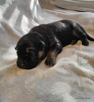 Red, a male German Shepherd Dog for sale in Grand Junction, CO – 2 of 2