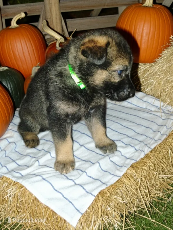 Light Green  – German Shepherd Dog puppy for sale in Grand Junction, CO