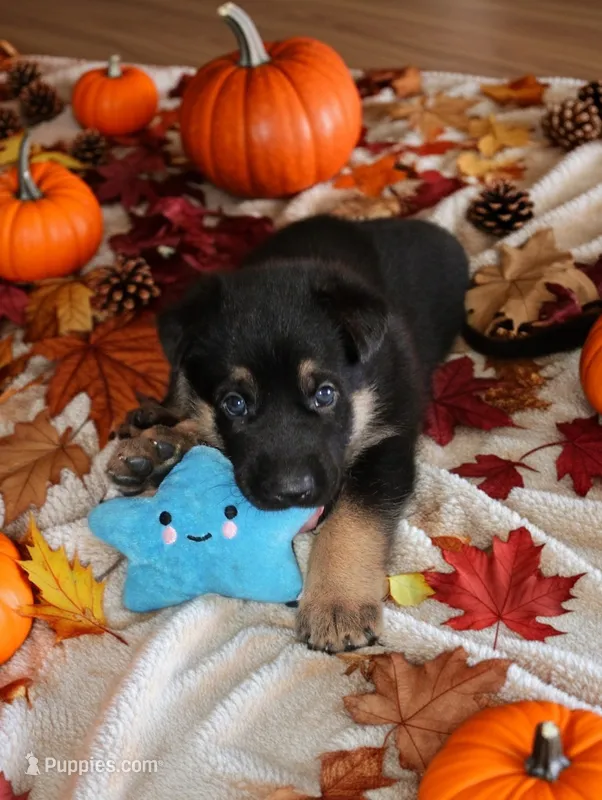 Red – German Shepherd Dog puppy for sale in Grand Junction, CO