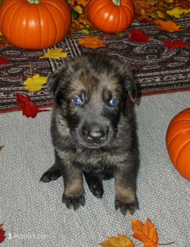 Blue  – German Shepherd Dog puppy for sale in Grand Junction, CO