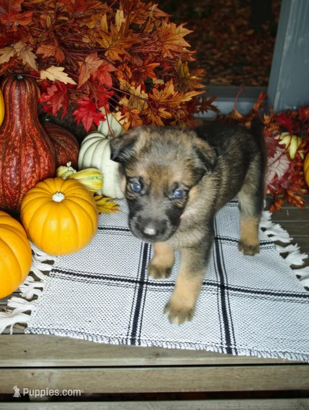 Pink – German Shepherd Dog puppy for sale in Grand Junction, CO