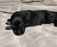 Light Blue , a male German Shepherd Dog for sale in Grand Junction, CO – 2 of 2