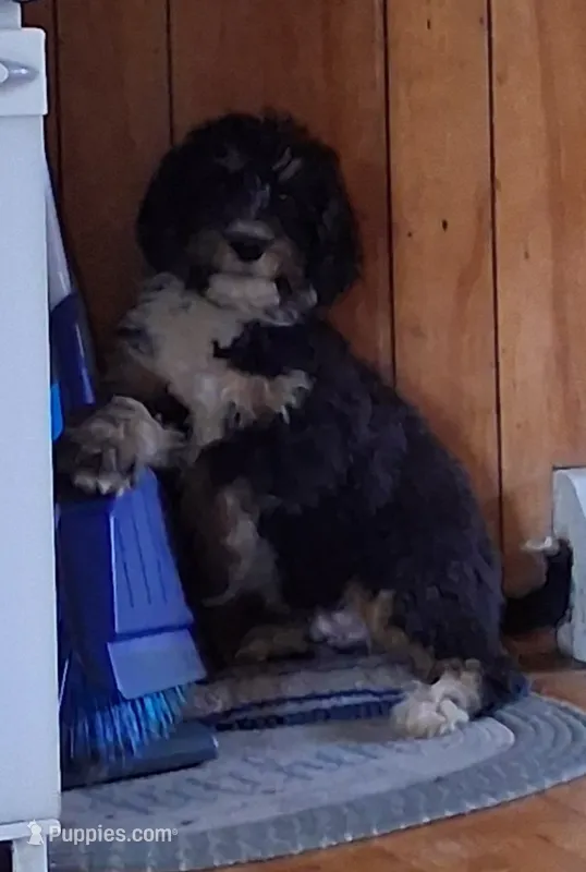 Little man – Bernedoodle puppy for sale in Troy, VT