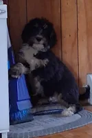American Hybrid Club reg. Little man, a male Bernedoodle for sale in Troy, VT – 1 of 3