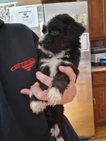 Bernerdoodle, a male Bernedoodle for sale in Troy, VT – Photo 2 of 3