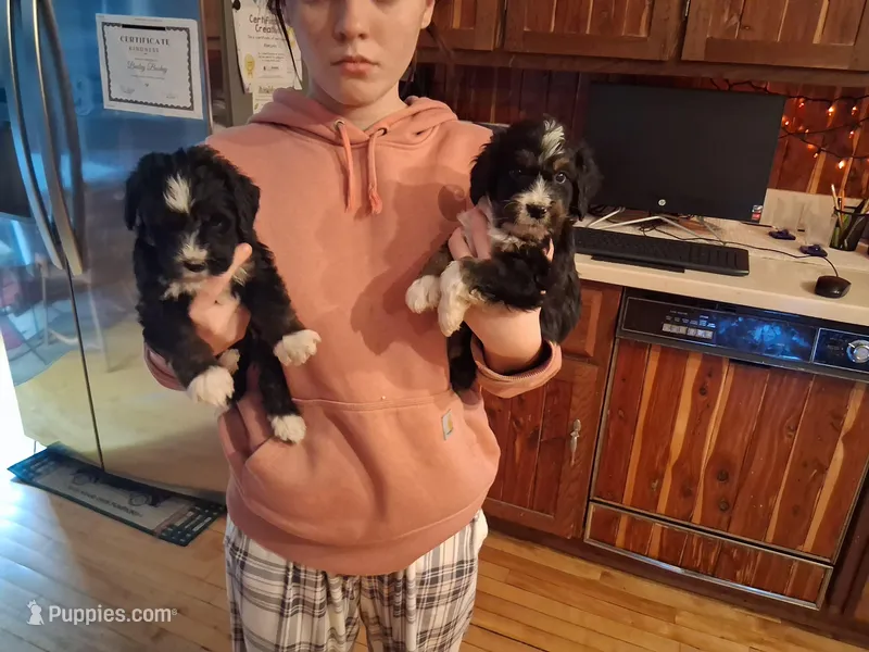 Bernerdoodle – Bernedoodle puppy for sale in Troy, VT
