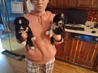 Bernerdoodle, a male Bernedoodle for sale in Troy, VT – Photo 1 of 3