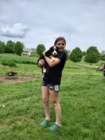 Little boy, a male Bernese Mountain Dog for sale in Troy, VT – 4 of 4