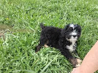 Squeaker boy american hybrid club reg, a male Bernedoodle for sale in Troy, VT – 3 of 3