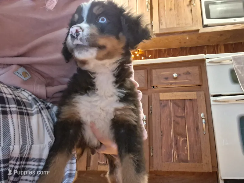 Blue, a male Bernese Mountain Dog for sale in Troy, VT – 1 of 2