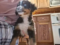 Blue, a male Bernese Mountain Dog for sale in Troy, VT – 1 of 2