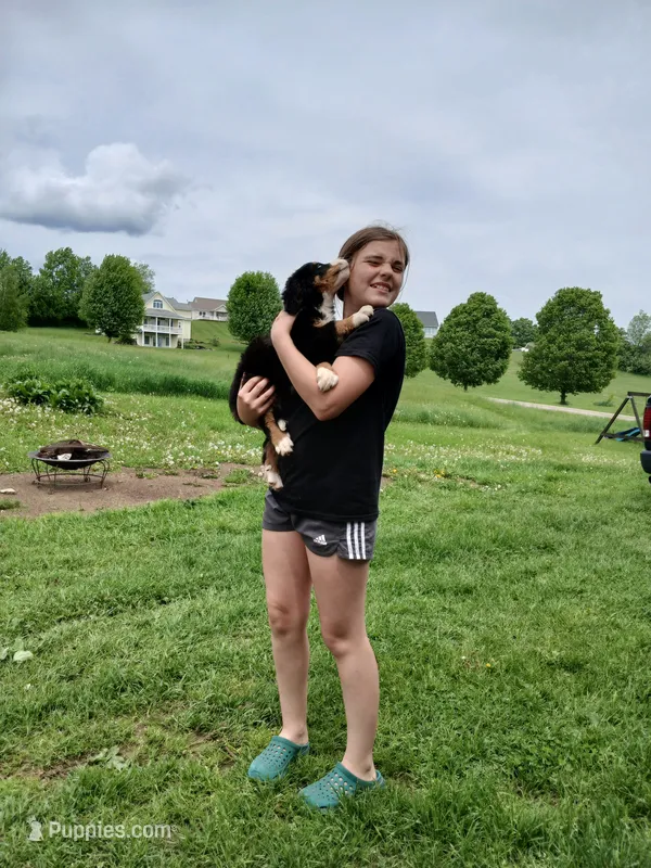 Little boy – Bernese Mountain Dog puppy for sale in Troy, VT