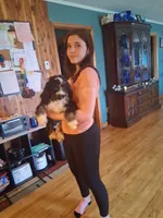 Squeaker boy, a male Bernedoodle for sale in Troy, VT – 1 of 3