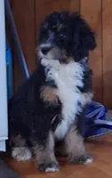 American Hybrid Club reg. Little man, a male Bernedoodle for sale in Troy, VT – 3 of 3