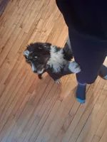 Squeaker boy, a male Bernedoodle for sale in Troy, VT – 3 of 3