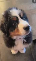Duke, a male Bernese Mountain Dog for sale in Troy, VT – 1 of 1