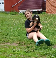 Little boy, a male Bernese Mountain Dog for sale in Troy, VT – 2 of 4