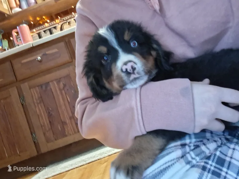 Blue – Bernese Mountain Dog puppy on hold in Troy, VT