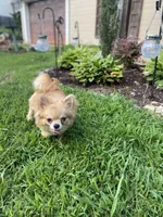 Slash and burn , a male Chihuahua for sale in Saulsbury, TN – 2 of 3