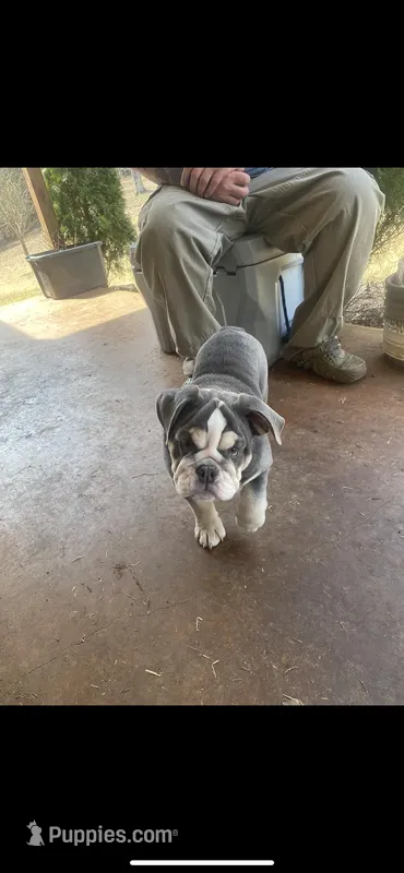 Tofu, a female English Bulldog for sale in Saulsbury, TN – Photo 1 of 3