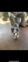 Tofu, a female English Bulldog for sale in Saulsbury, TN – Photo 1 of 3