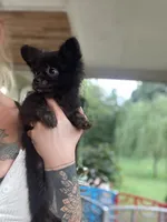 Orso , a male Chihuahua for sale in Saulsbury, TN – 4 of 6