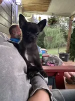 Coal, a male Chihuahua for sale in Saulsbury, TN – 3 of 3