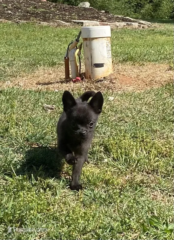 Coal – Chihuahua puppy for sale in Saulsbury, TN