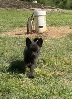 Coal, a male Chihuahua for sale in Saulsbury, TN – 1 of 3