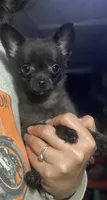 Coal, a male Chihuahua for sale in Saulsbury, TN – 2 of 3
